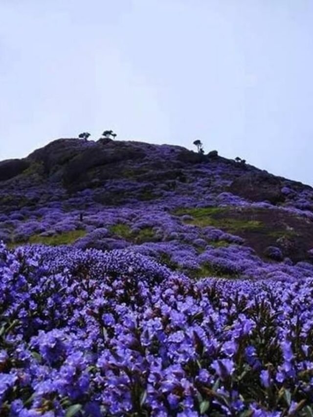 Neelakurniji Garden