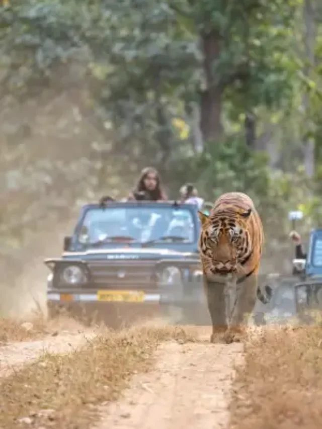 jeep safari