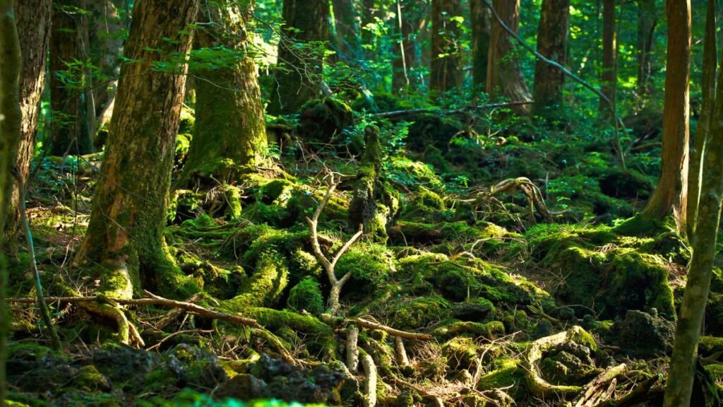 Aokigahara beauty forest