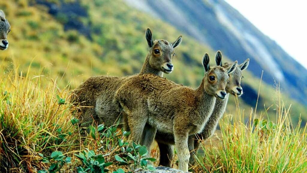 Eravikulamnational park where Nilgiri tahr can be seen