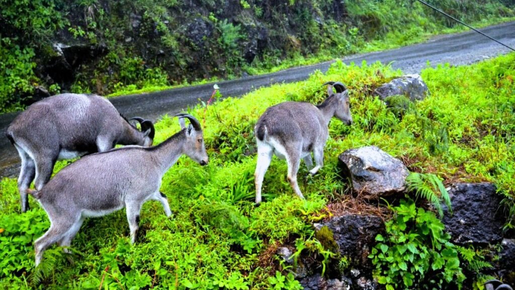 Eravikulam National Park: Home Of The Endangered Nilgiri Tahr