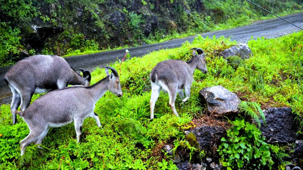 Eravikulam National Park