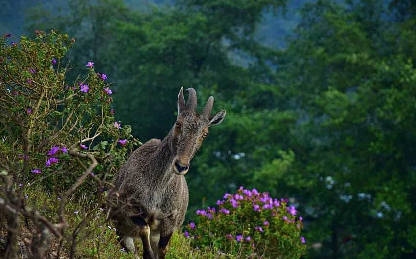 Nilgiri Tahr climbing up the hill in Eravikulam national park