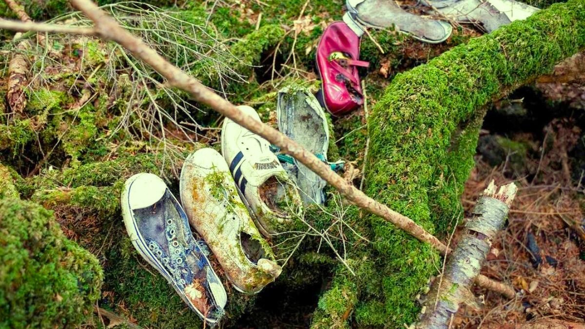 Aokigahara forest Japan